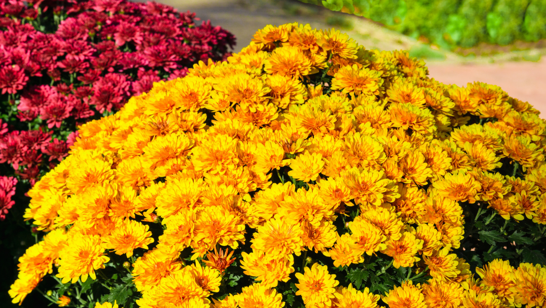 Relay For Life of Dodge County sponsoring fall mum fundraiser